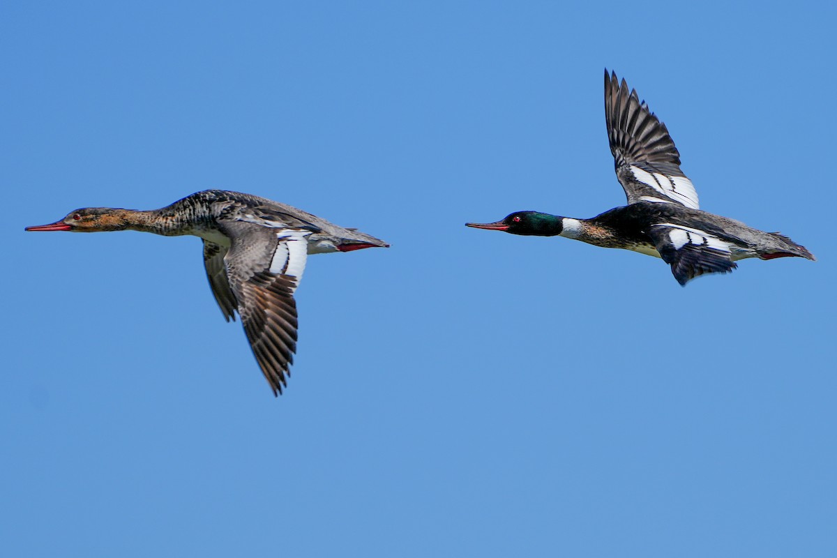 Red-breasted Merganser - Anonymous