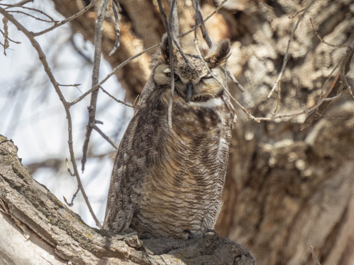 Great Horned Owl - ML616645121
