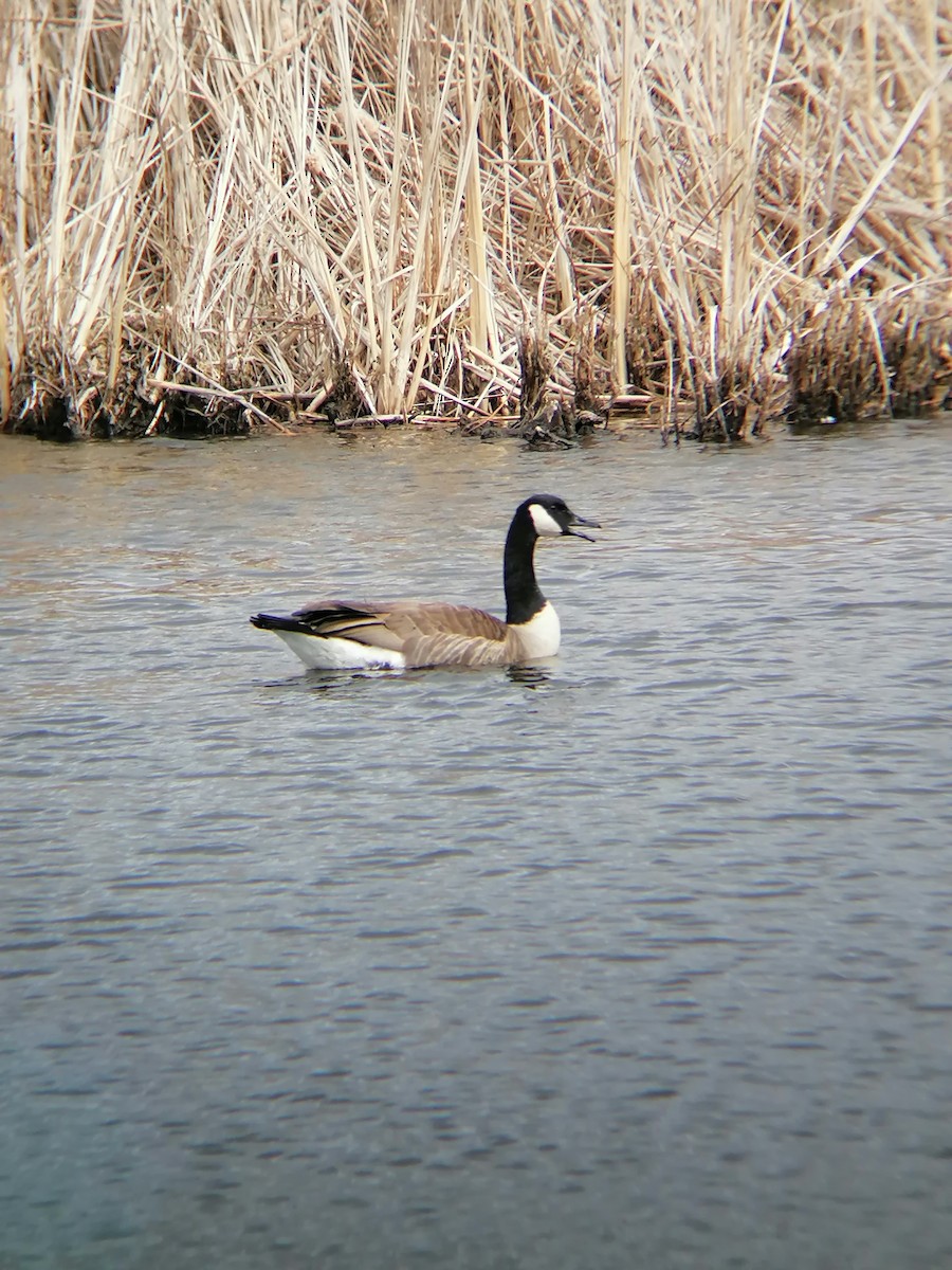 Canada Goose - Thomas Davis