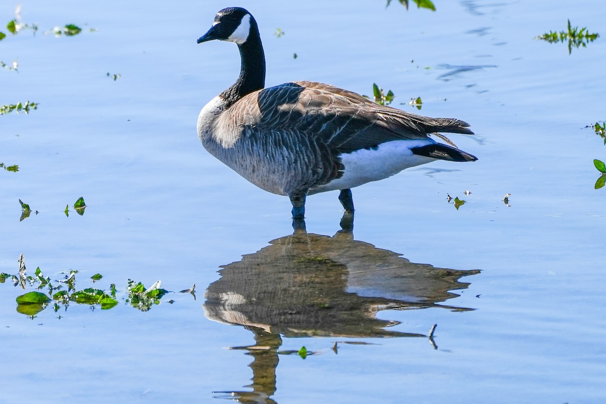 Canada Goose - ML616645173