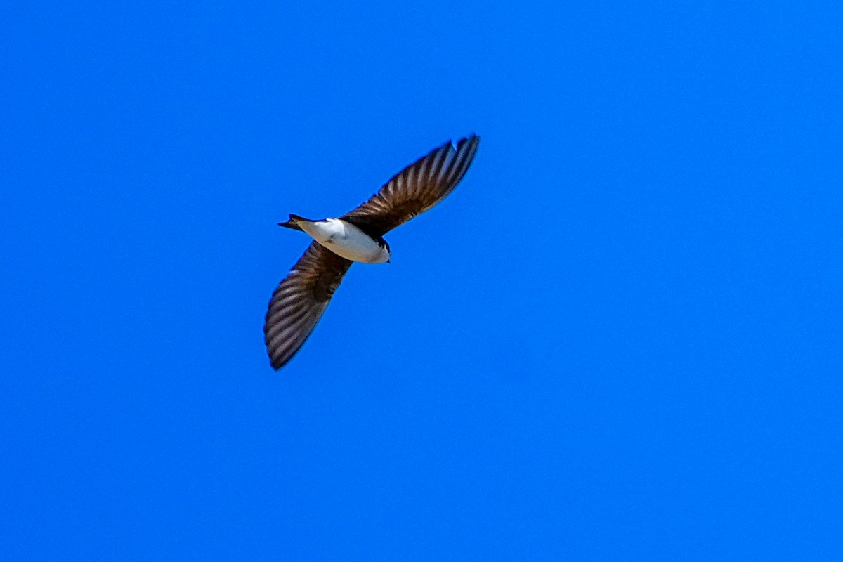 Tree Swallow - Anonymous