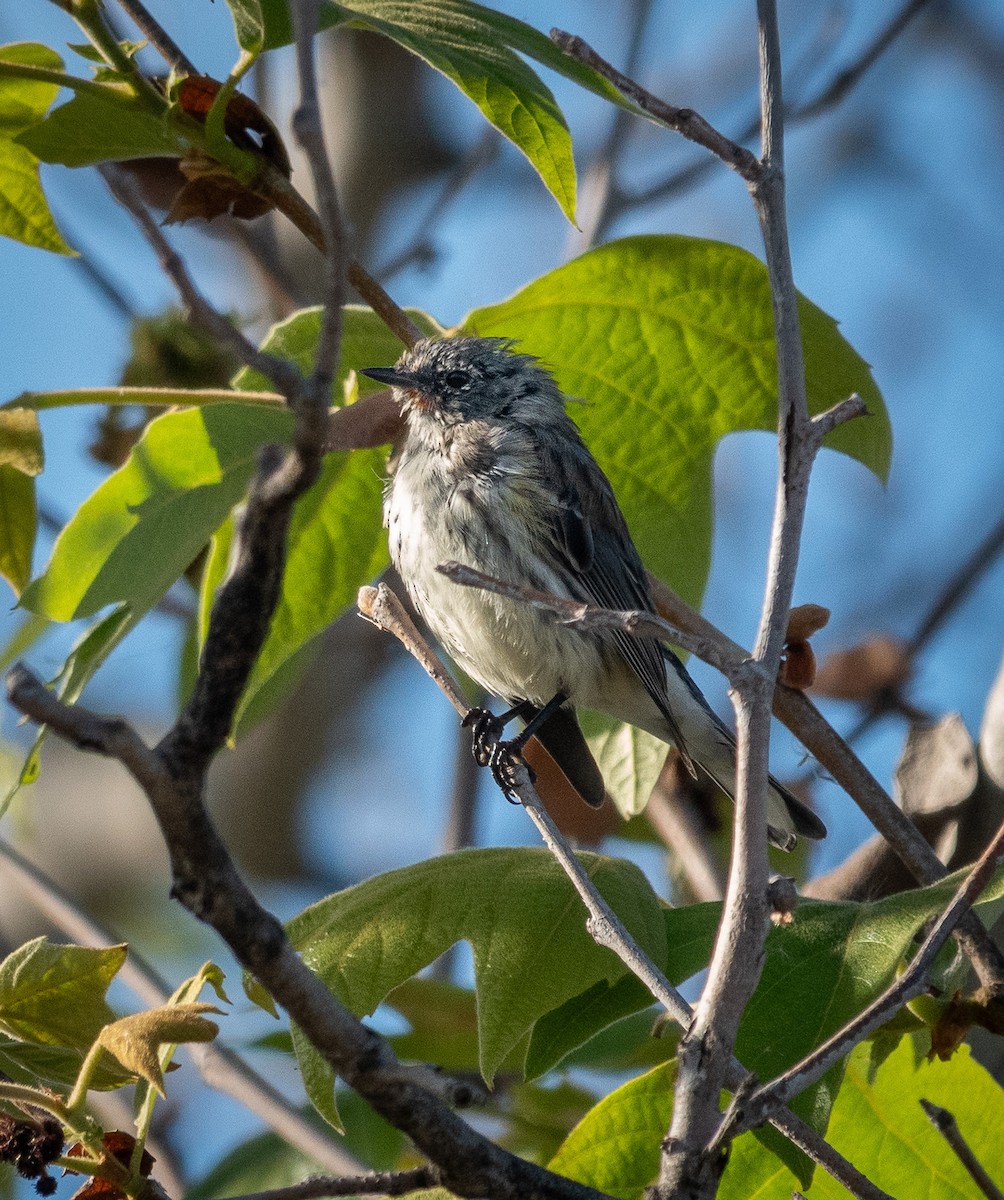 Yellow-rumped Warbler - ML616645193