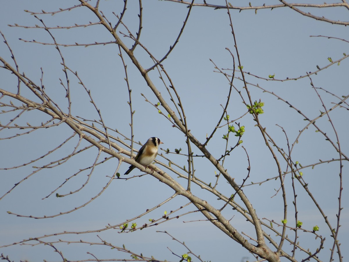 European Goldfinch - Samuel de la Calle San José