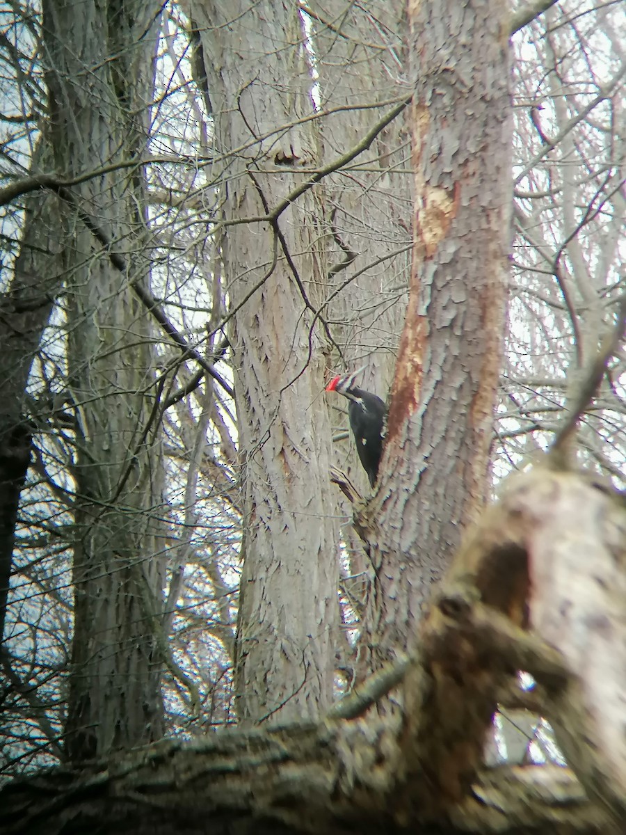 Pileated Woodpecker - ML616645206