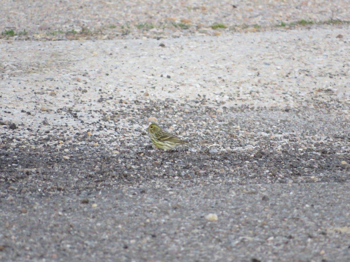 European Serin - Samuel de la Calle San José