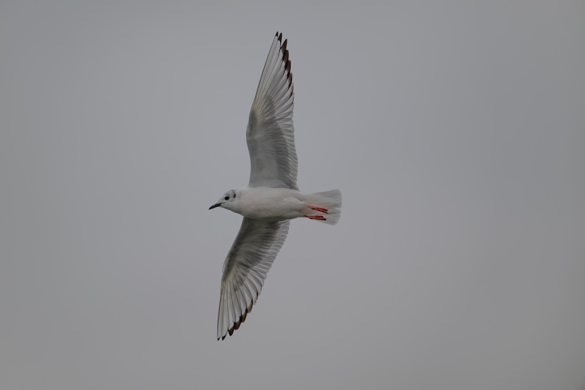 Bonaparte's Gull - ML616645212