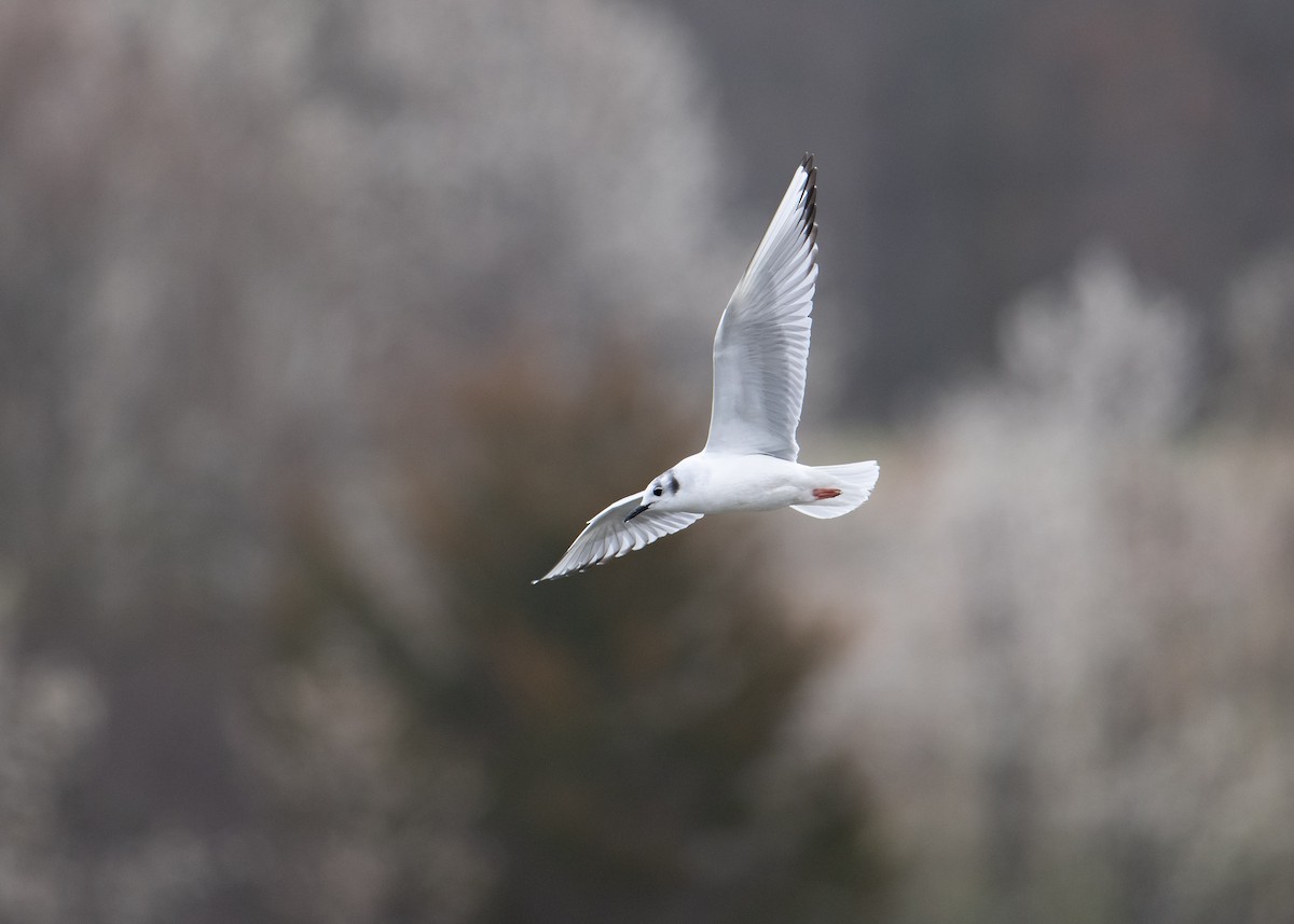 Bonaparte's Gull - ML616645213