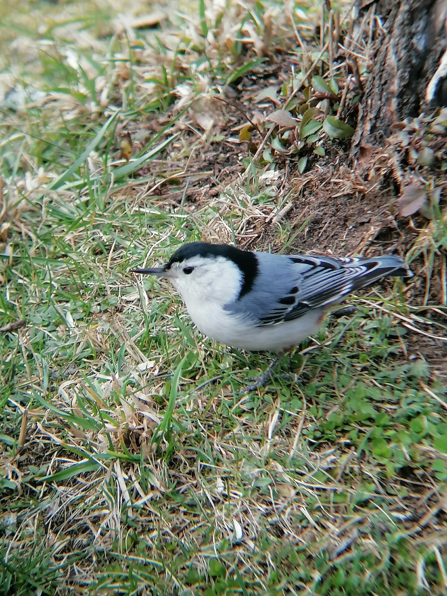 White-breasted Nuthatch - ML616645217