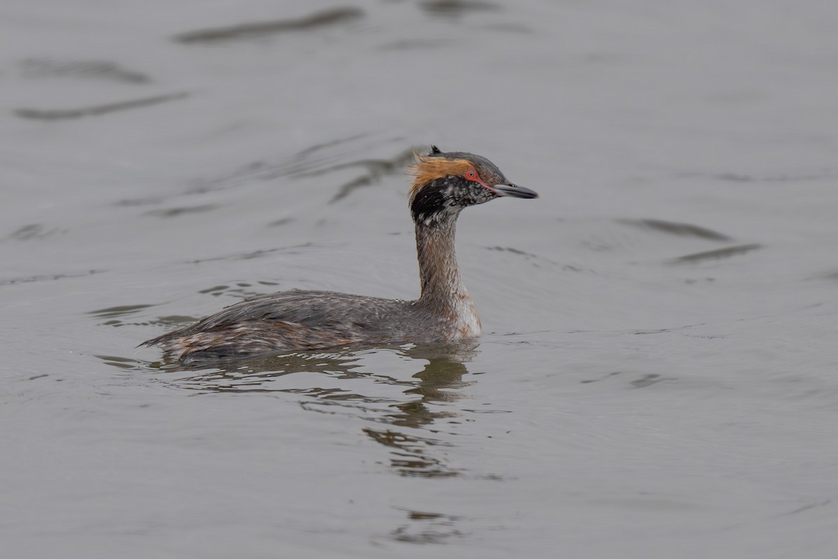 Horned Grebe - ML616645219