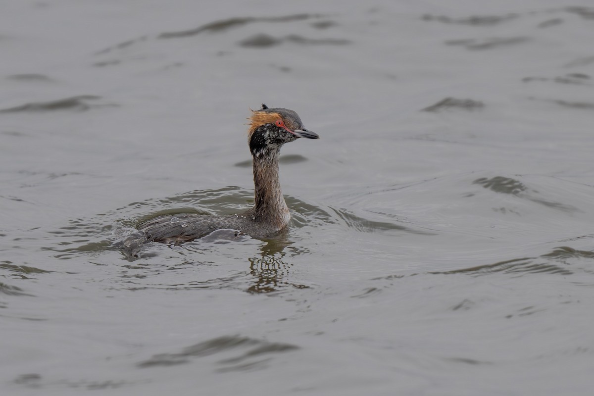 Horned Grebe - ML616645222