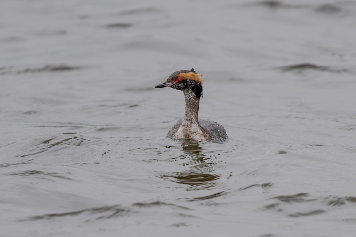 Horned Grebe - ML616645223