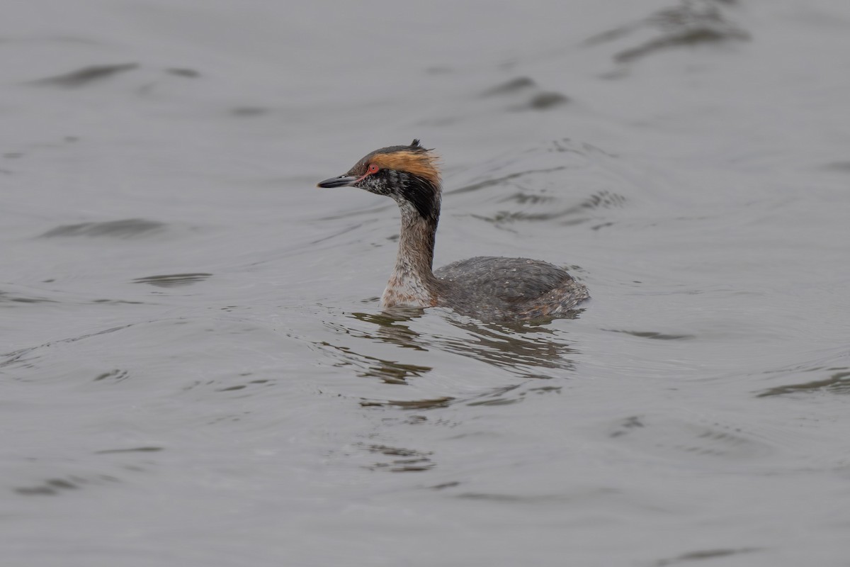 Horned Grebe - ML616645224