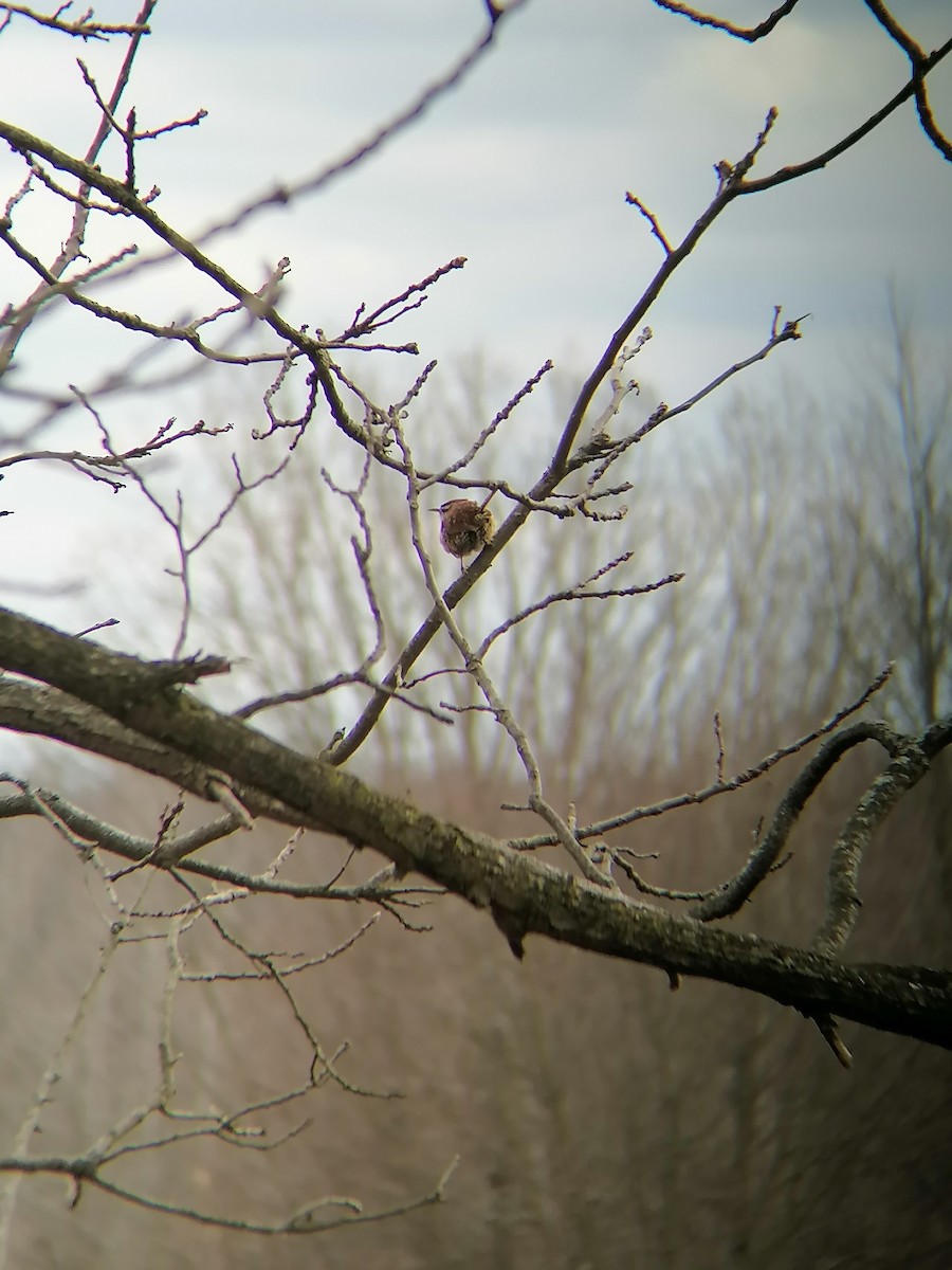 Carolina Wren - ML616645225