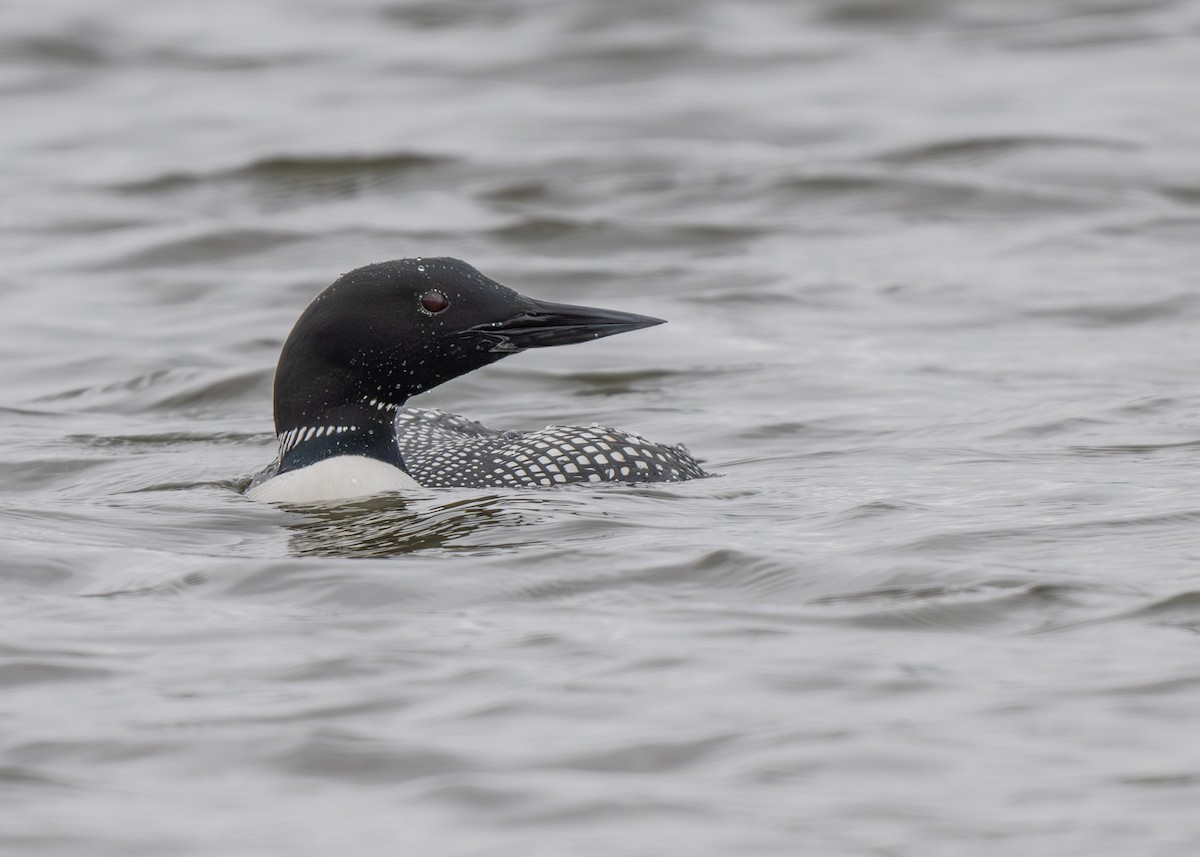 Common Loon - ML616645229