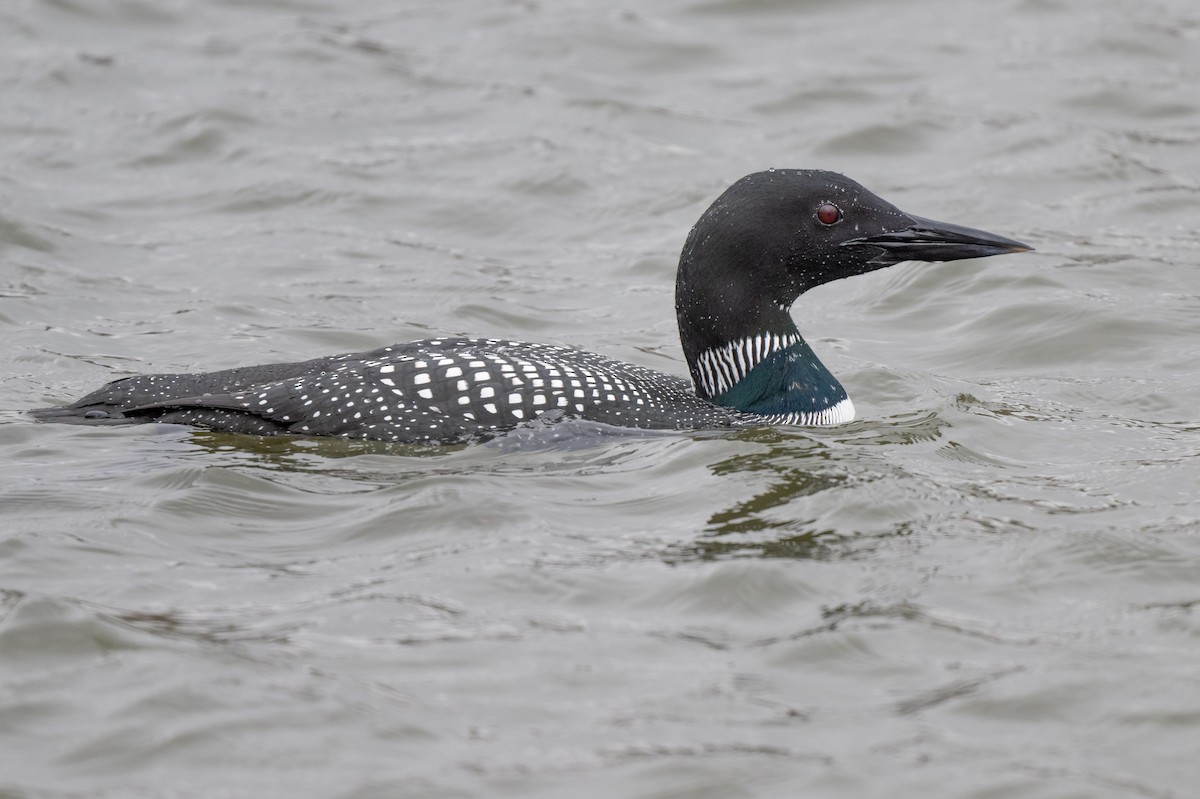 Plongeon huard - ML616645233