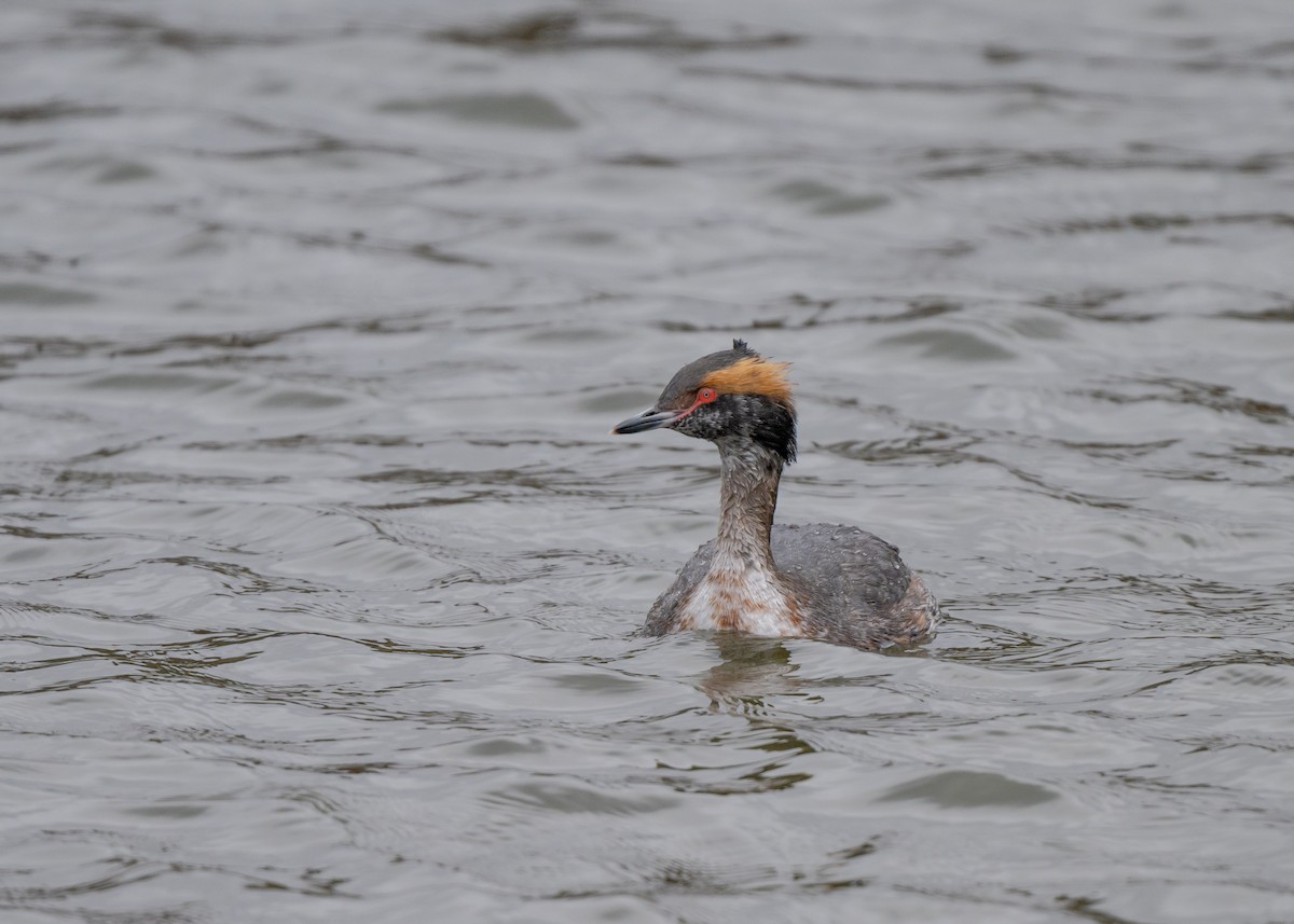 Horned Grebe - ML616645235