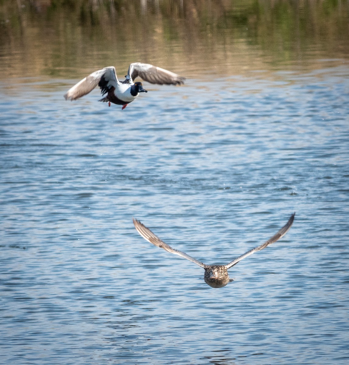 Northern Shoveler - ML616645238