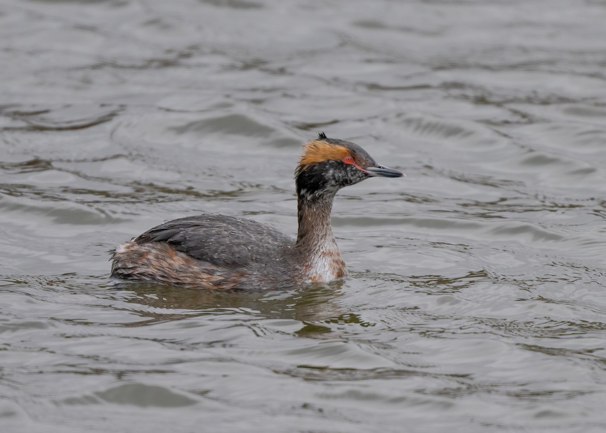 Horned Grebe - ML616645240