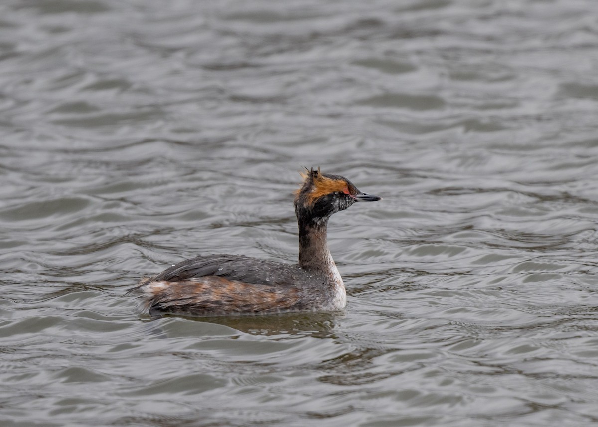 Horned Grebe - ML616645245