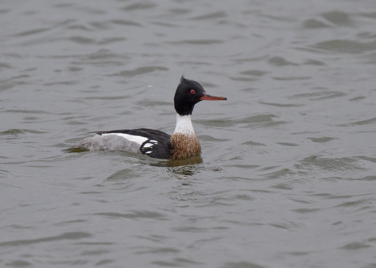 Red-breasted Merganser - ML616645250