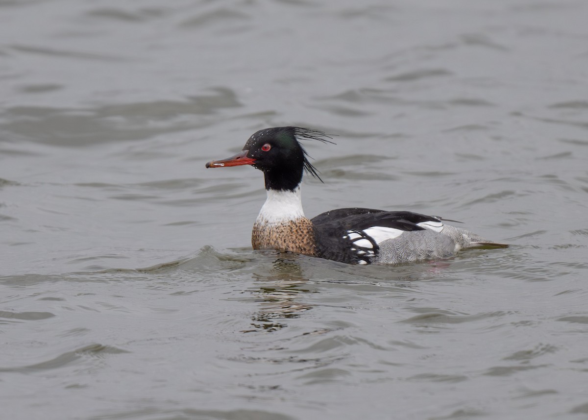 Red-breasted Merganser - ML616645253