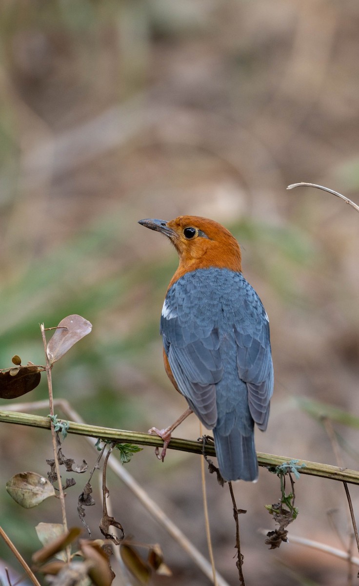 Orange-headed Thrush - ML616645264