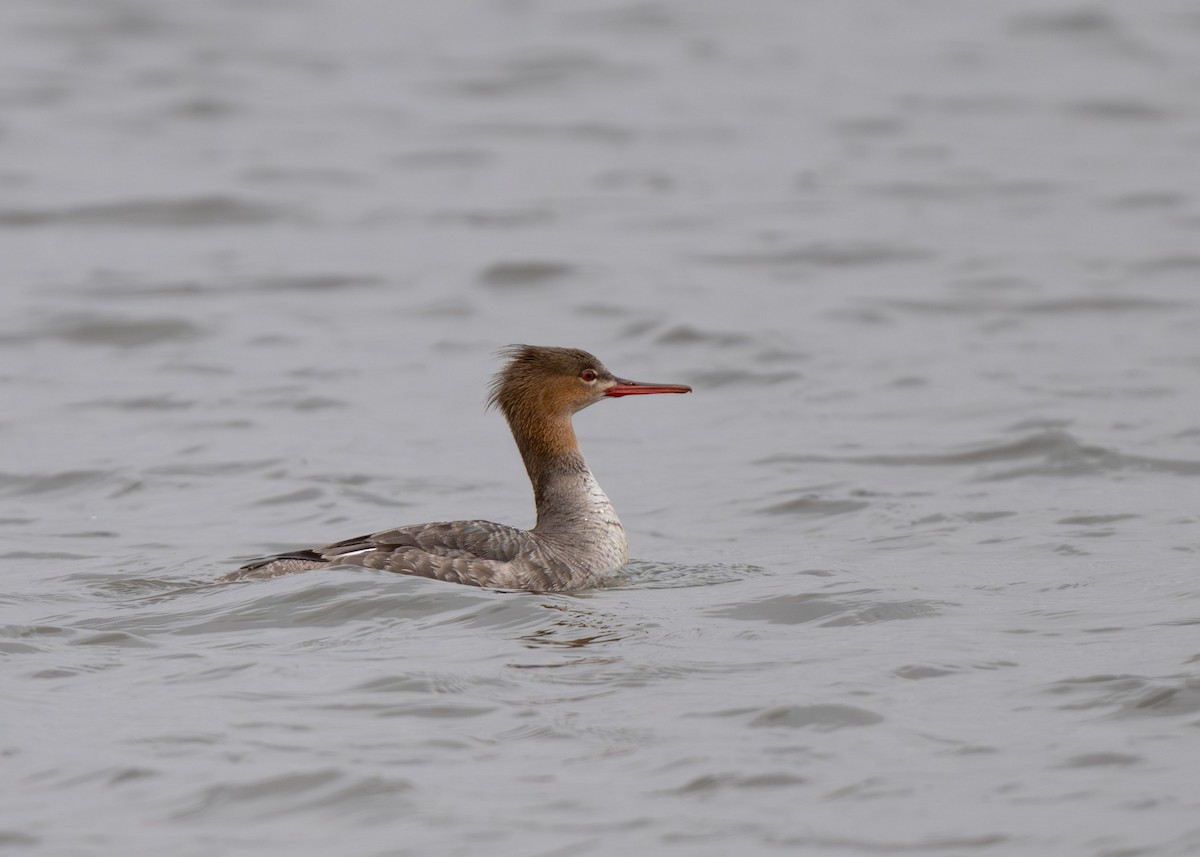 Red-breasted Merganser - ML616645269