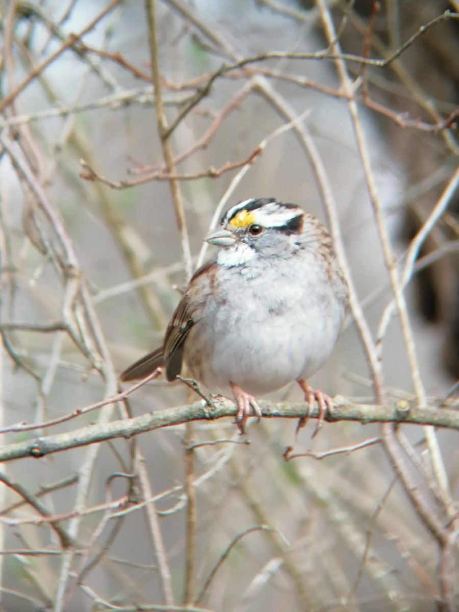 White-throated Sparrow - ML616645270