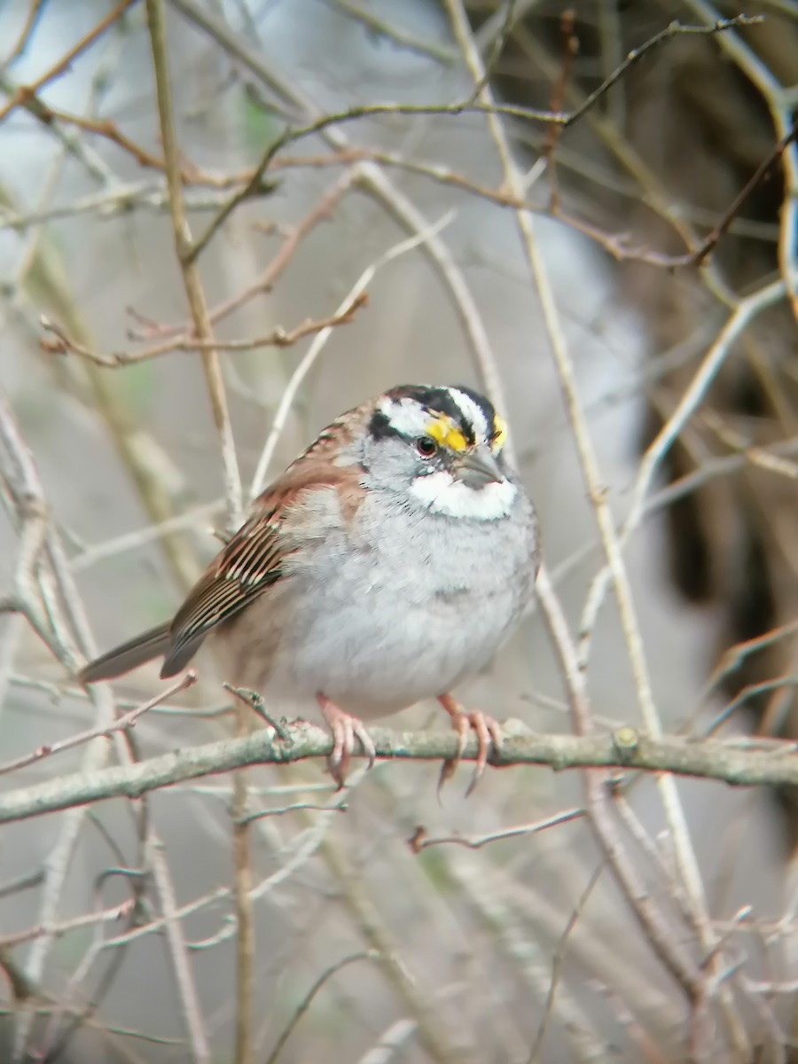 White-throated Sparrow - ML616645271