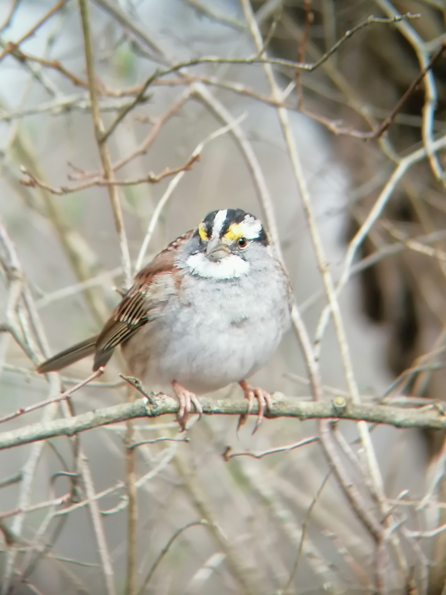 White-throated Sparrow - ML616645272