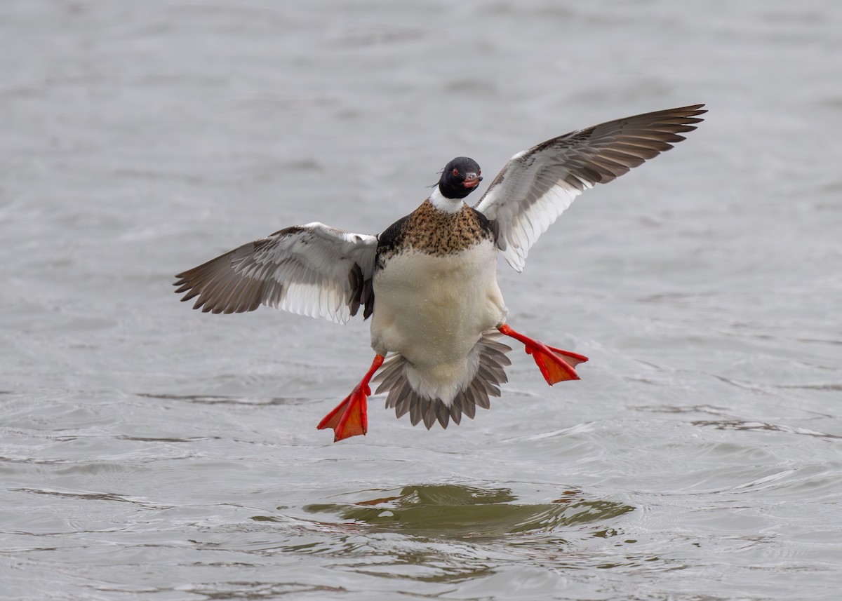 Red-breasted Merganser - ML616645274