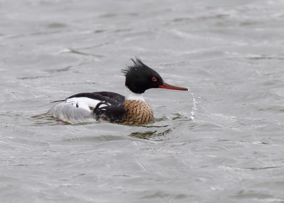 Red-breasted Merganser - ML616645277