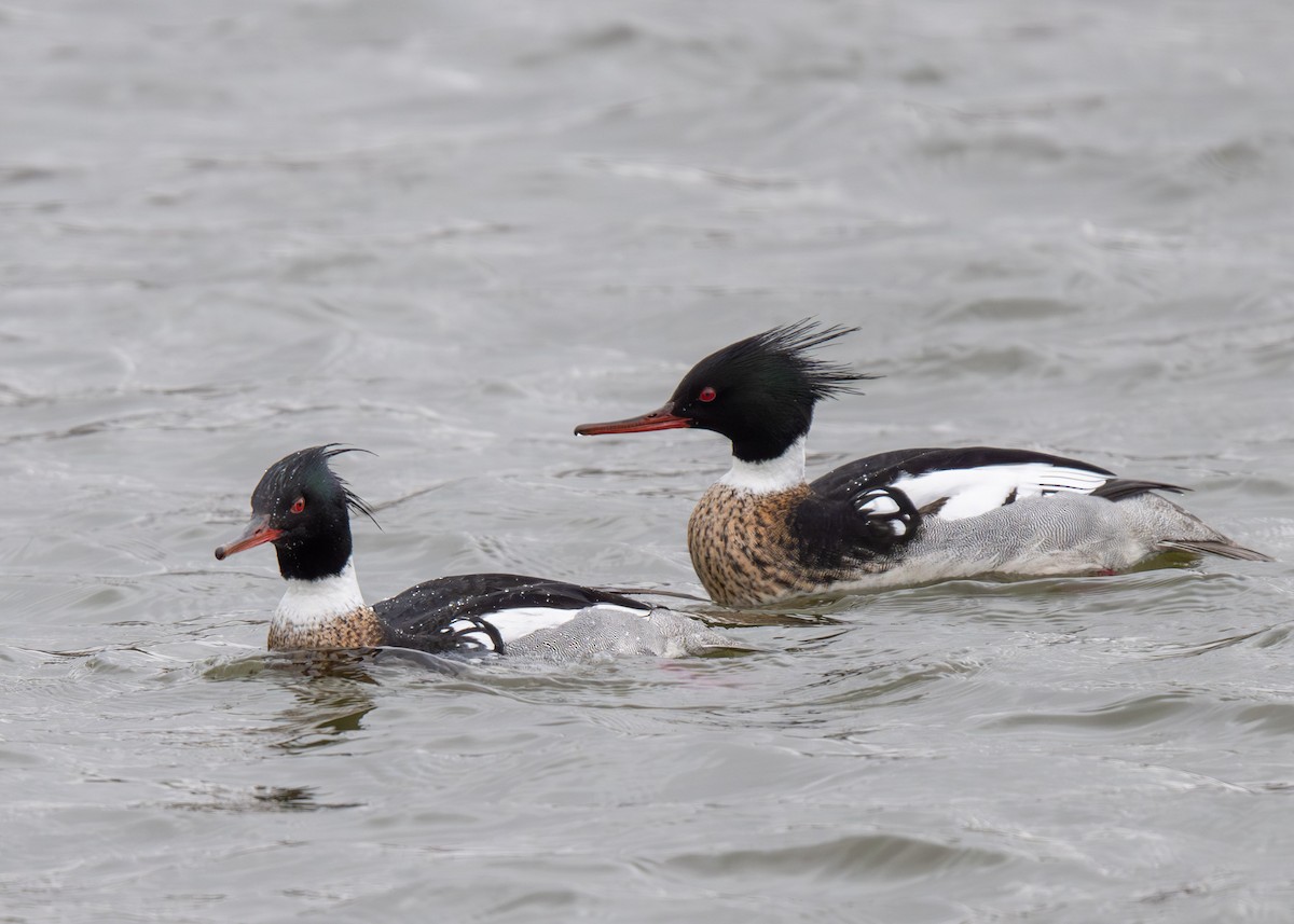 Red-breasted Merganser - ML616645278