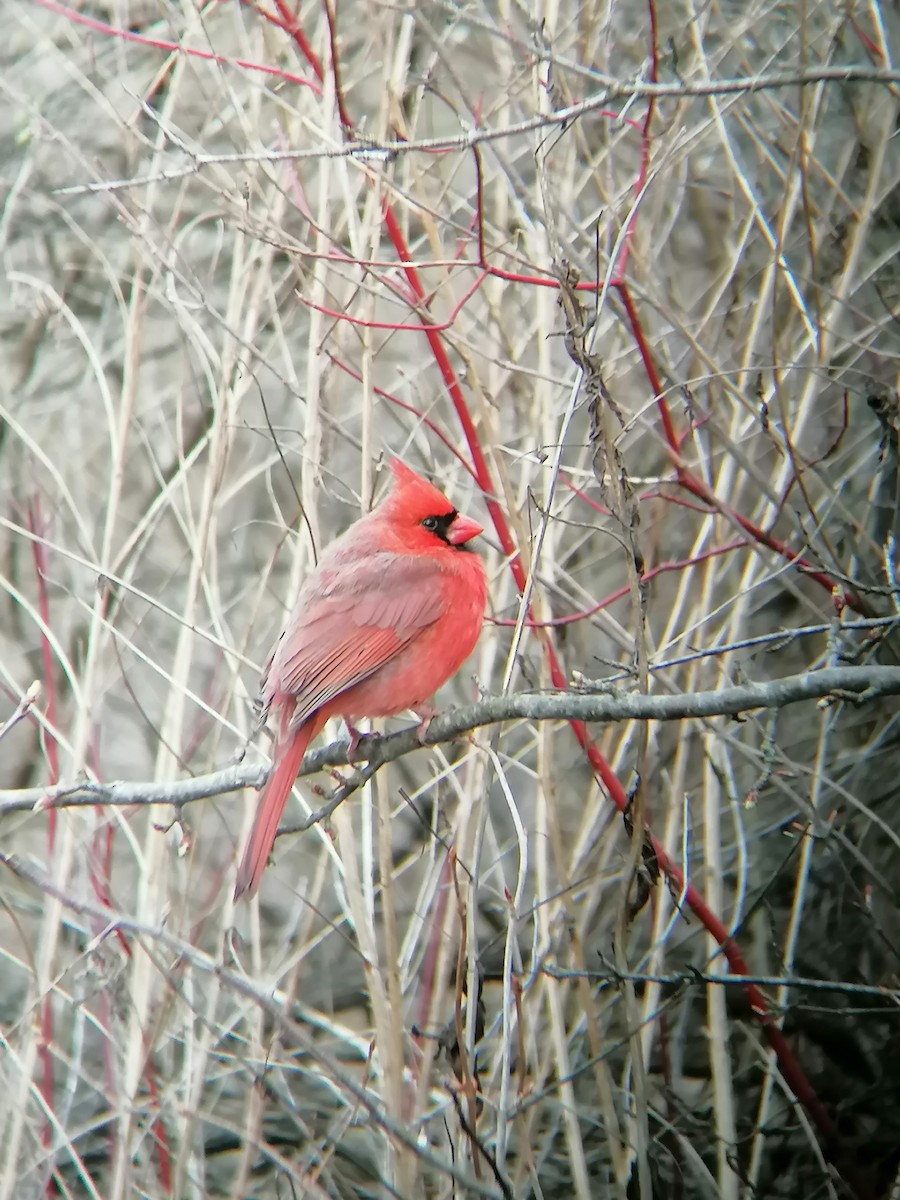 Cardinal rouge - ML616645288