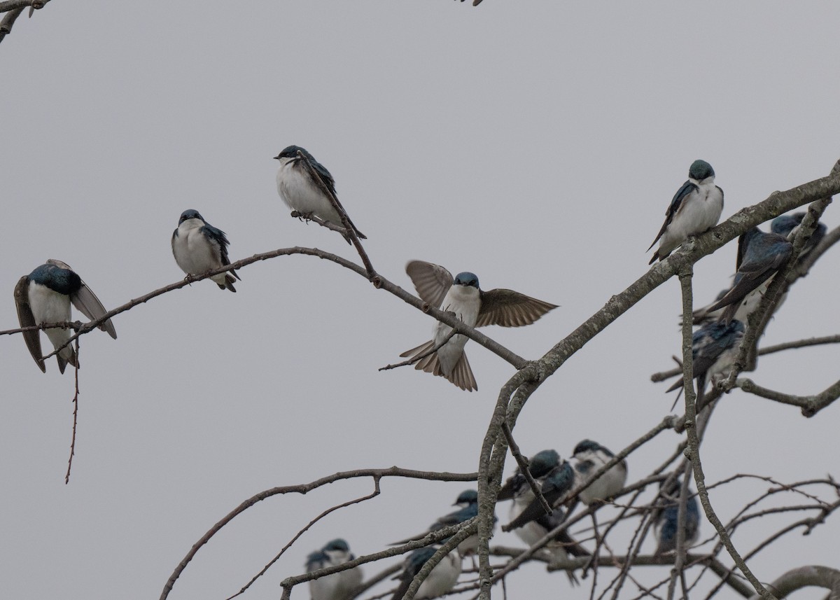 Tree Swallow - ML616645289