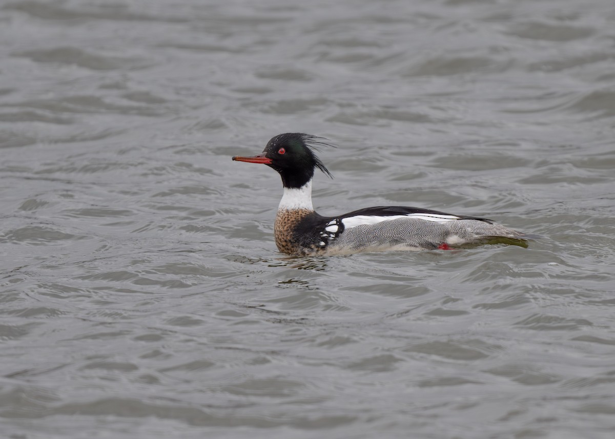Red-breasted Merganser - ML616645297