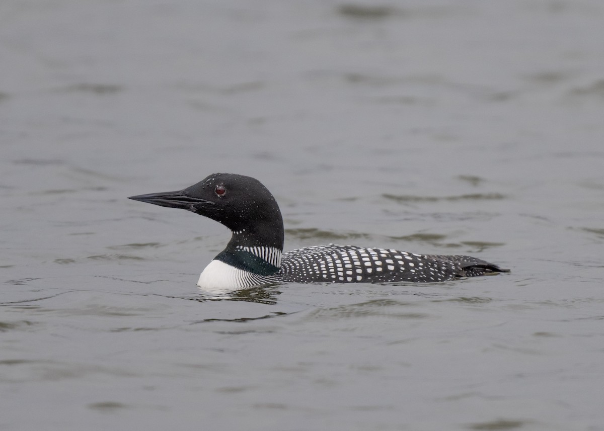 Common Loon - ML616645302
