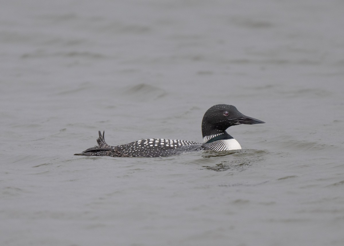 Common Loon - ML616645303