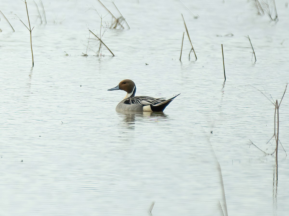 Northern Pintail - ML616645322