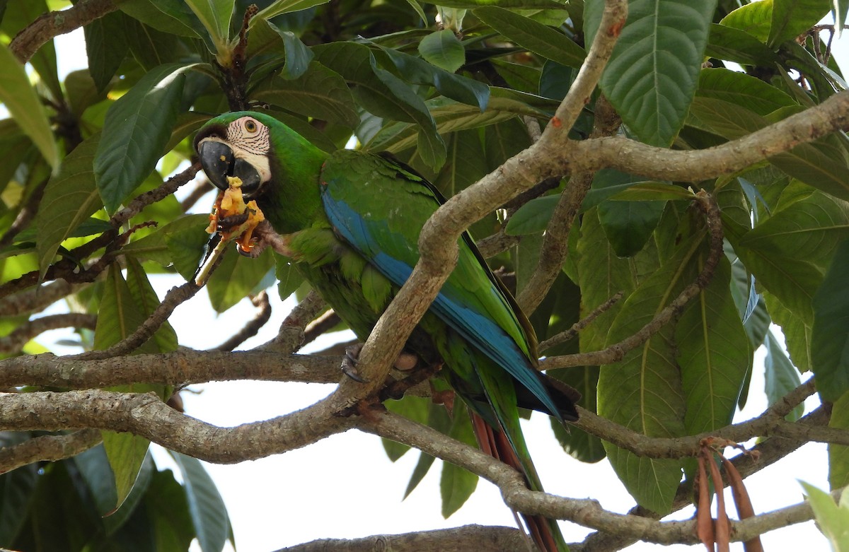 Chestnut-fronted Macaw - Mark Penkower