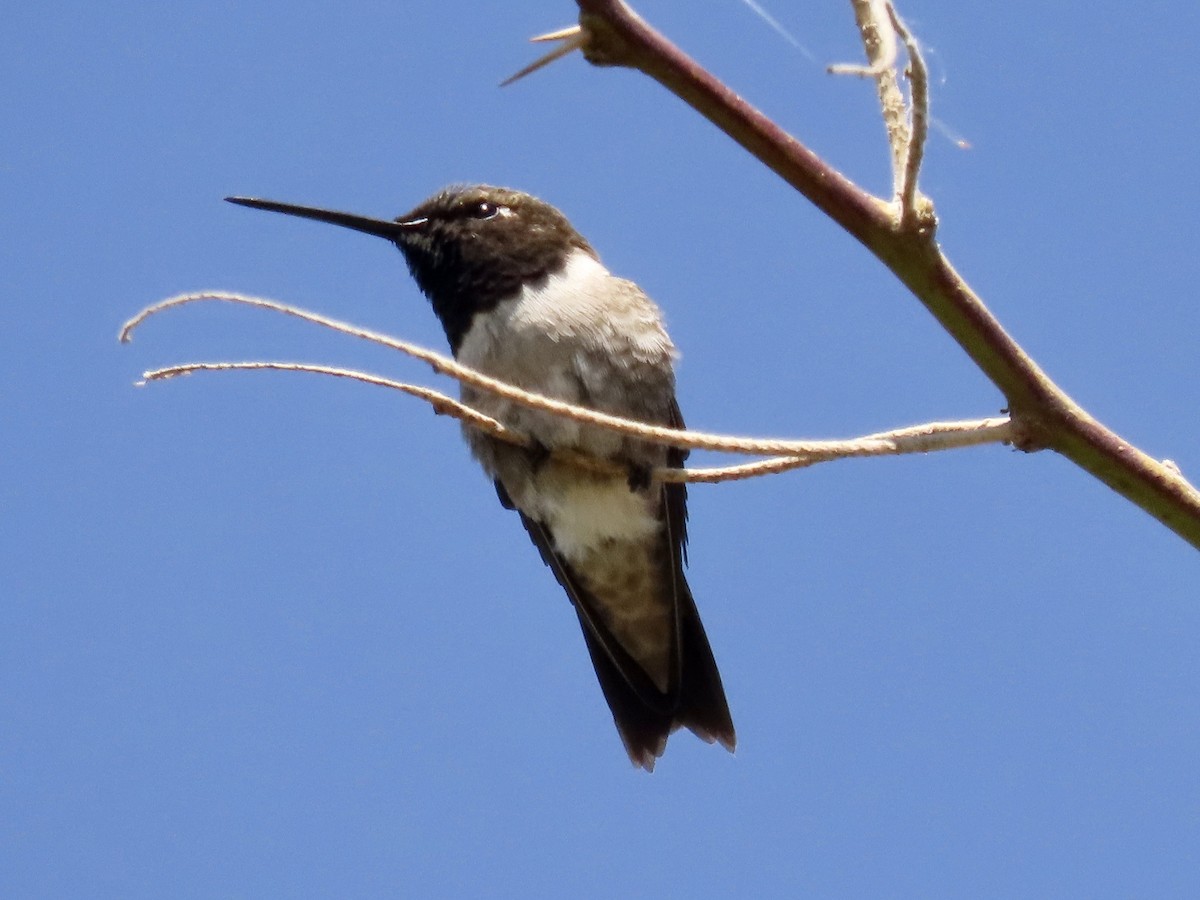 Black-chinned Hummingbird - John Gatz