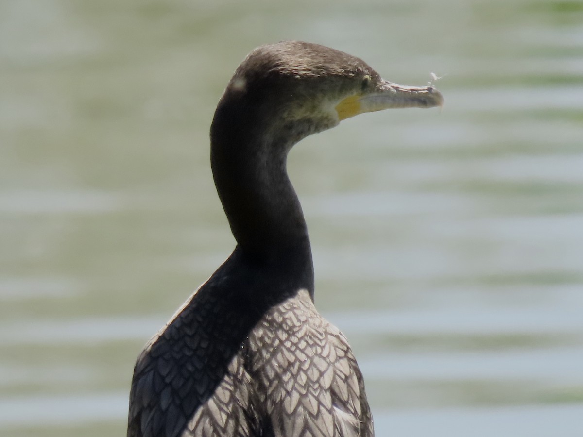 Neotropic Cormorant - ML616645354