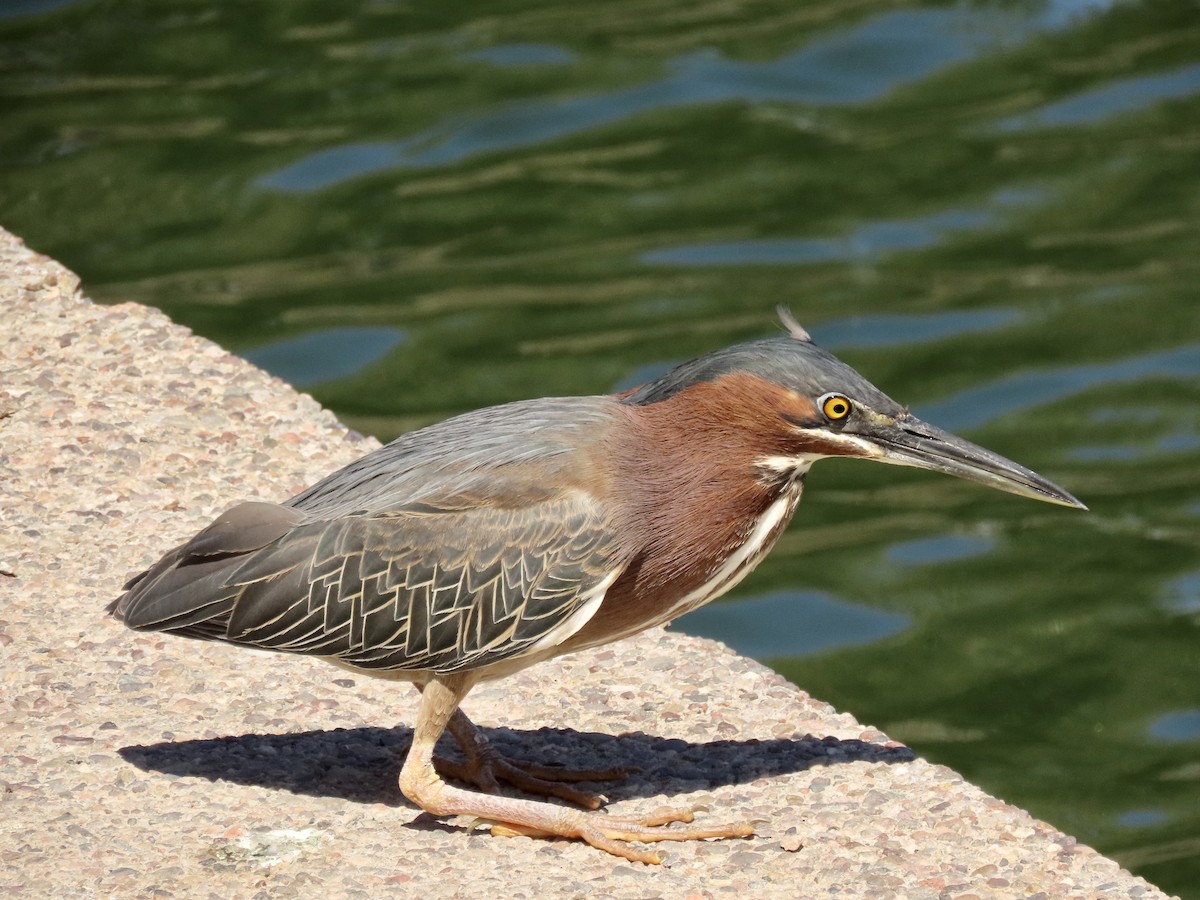 Green Heron - ML616645365