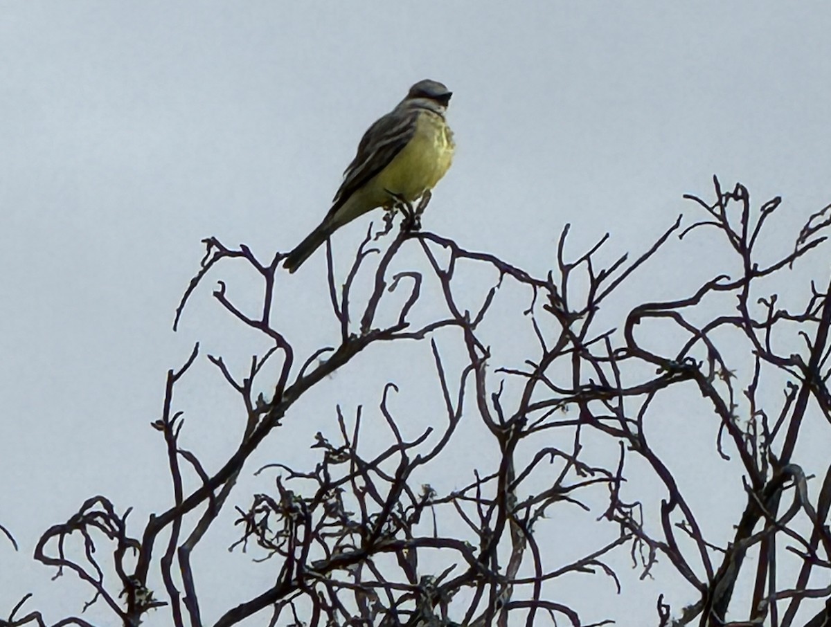 Tropical Kingbird - ML616645374