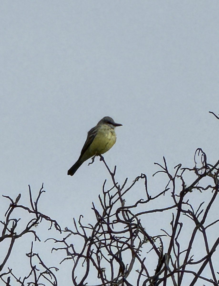 Tropical Kingbird - ML616645375