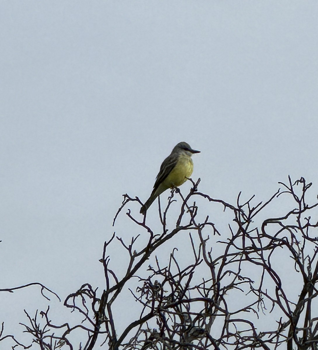 Tropical Kingbird - ML616645376