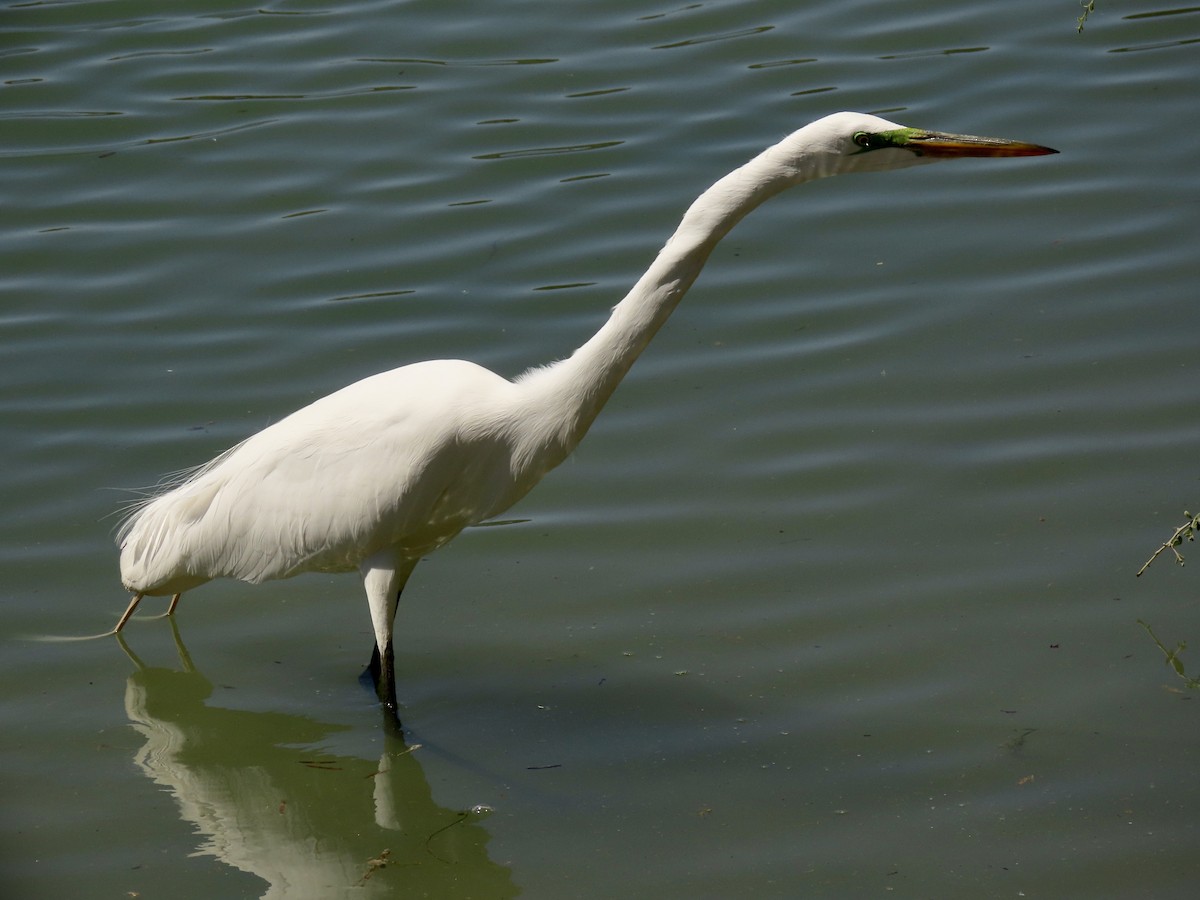 Great Egret - ML616645377