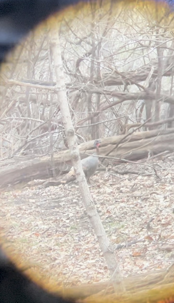 Wild Turkey - ML616645382