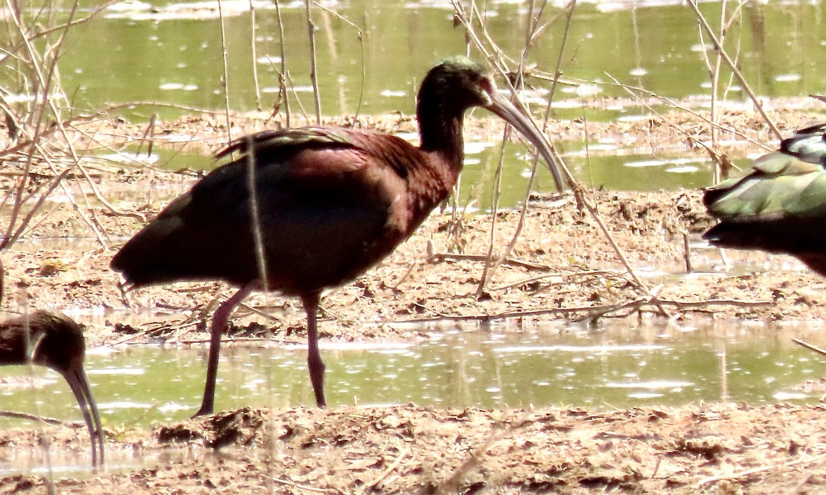 Ibis à face blanche - ML616645389