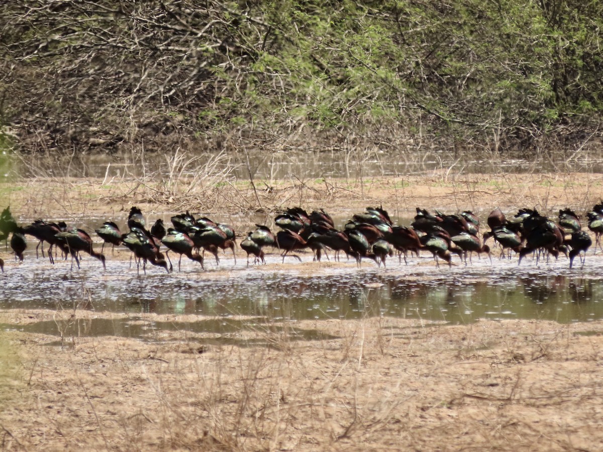 White-faced Ibis - ML616645390